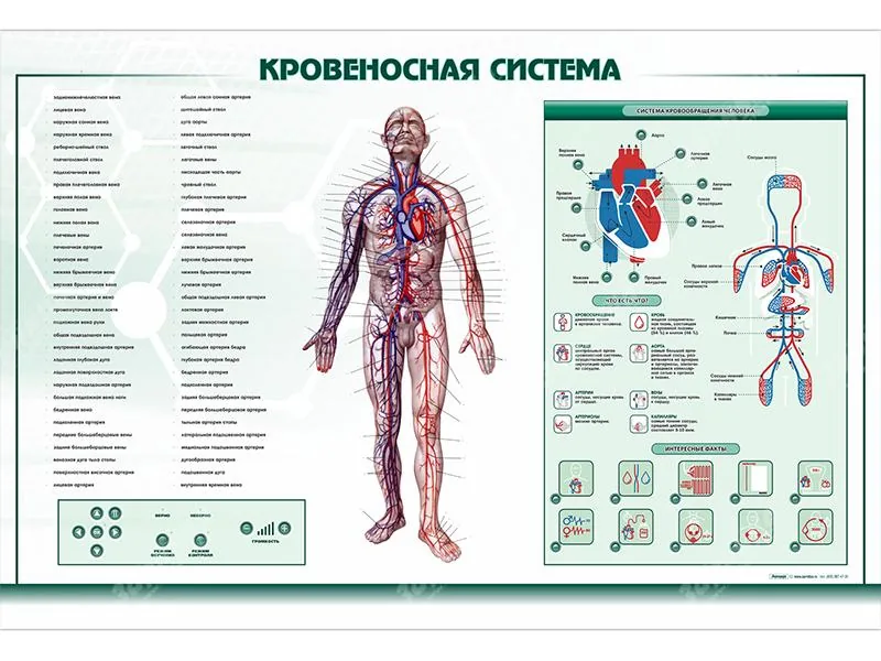 Стенд Зарница кровеносная система